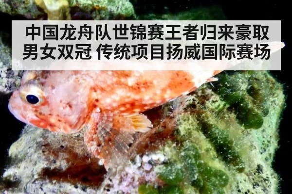 中国龙舟队世锦赛王者归来豪取男女双冠 传统项目扬威国际赛场
